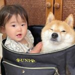 動物病院に犬を連れていくためにリュックを用意したら、赤ちゃんが…あまりにも尊い『ぎゅうぎゅうな光景』が29万再生「ぴったりで可愛いw」(ブログ)