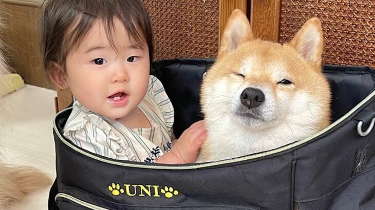 動物病院に犬を連れていくためにリュックを用意したら、赤ちゃんが…あまりにも尊い『ぎゅうぎゅうな光景』が29万再生「ぴったりで可愛いw」(ブログ)