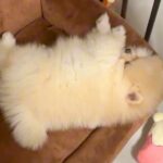 生後3ヶ月の赤ちゃん犬をお迎えした日→想定以上に『ぬいぐるみのような光景』が455万再生「ふわふわの天使」「最高だわ」と悶絶の声続々(ブログ)