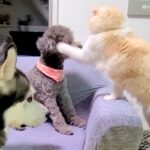 夜中に騒ぎまくる2匹の犬→猫がブチ切れてしまい…まさかの『説教』と微笑ましい結末が182万再生「背筋ピーンｗ」「ヤバッて表情で草」と爆笑(ブログ)