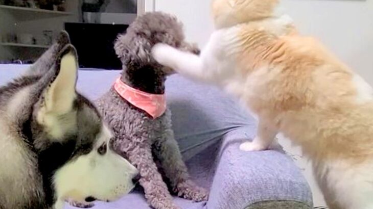 夜中に騒ぎまくる2匹の犬→猫がブチ切れてしまい…まさかの『説教』と微笑ましい結末が182万再生「背筋ピーンｗ」「ヤバッて表情で草」と爆笑(ブログ)