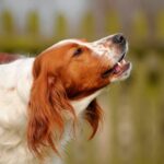 犬の『鳴き声』から読み取れる心理５つ　どんな理由が隠れているの？飼い主がとるべき対応まで(ブログ)