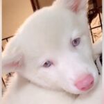 真っ白でふわふわな『アルビノの保護子犬』を飼った結果…まるでもののけ姫のような『ビフォーアフター』が34万再生「ギャップたまらんｗ」の声(ブログ)