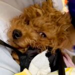 障がいで『体をコントロールできない犬』を保護→努力を重ねて…誰もが驚く『嘘のような成長』に涙が止まらないと393万再生「素晴らしい」の声(ブログ)