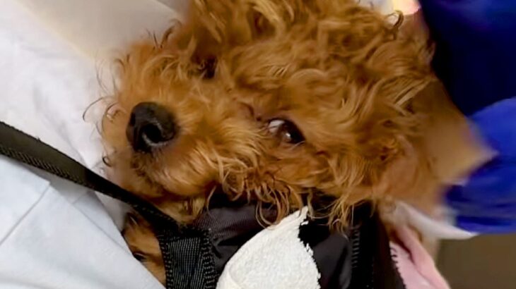 障がいで『体をコントロールできない犬』を保護→努力を重ねて…誰もが驚く『嘘のような成長』に涙が止まらないと393万再生「素晴らしい」の声(ブログ)