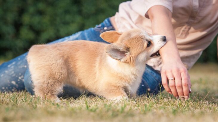 子犬がやりかねない『危ない行為』4つ　命に関わる可能性も…知っておくべき対処法まで(ブログ)