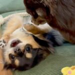 先輩犬に追い詰められた犬→自分の強さを示そうとして…予想もつかなかった『抵抗の仕方』が50万再生「可愛すぎて声出たｗ」「爆笑した」の声(ブログ)