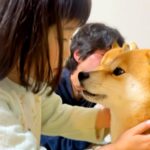 ３歳の女の子が『柴犬のニオイチェック』をした結果→まさかの『辛辣すぎる感想』に爆笑「複雑そうな顔で草」「うちは昆布です」と13万再生(ブログ)