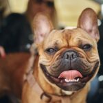 犬が『舌を出している』ときの理由4つ　主な心理・原因から注意すべきポイントまで(ブログ)