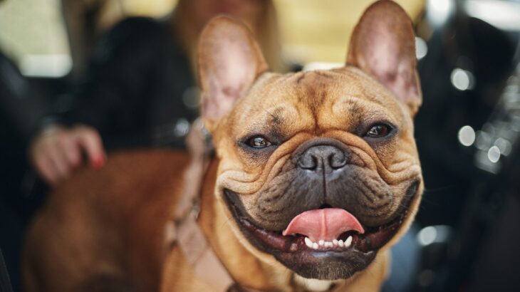 犬が『舌を出している』ときの理由4つ　主な心理・原因から注意すべきポイントまで(ブログ)