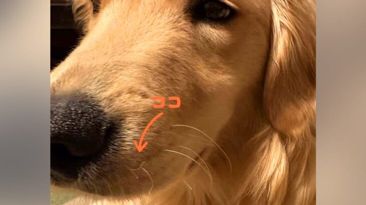 大型犬のヒゲがなぜかチリチリに…1ヶ月後に判明した『まさかの理由』に爆笑「電車で見ちゃダメ」「可愛いけど痛そうｗ」と69万再生(ブログ)