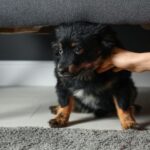 犬がいる部屋で鳴らしちゃダメな『音』5選　トラウマを抱えてしまうことも…飼い主がすべき配慮まで(ブログ)