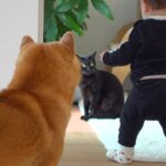 赤ちゃんが猫にちょっかいをかけようとしたら、近くにいた犬が…まさかの『犬語で注意する光景』が17万再生「愛ある叱責」「優しい親分」(ブログ)