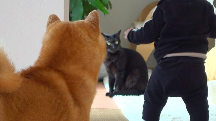赤ちゃんが猫にちょっかいをかけようとしたら、近くにいた犬が…まさかの『犬語で注意する光景』が17万再生「愛ある叱責」「優しい親分」(ブログ)