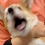 病院へ注射を打ちに来た犬→怖くて大絶叫してしまい…終わった直後に見せた『看護師への態度』が15万再生「嫌よねｗ」「いちいち可愛い」(ブログ)