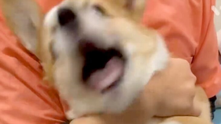 病院へ注射を打ちに来た犬→怖くて大絶叫してしまい…終わった直後に見せた『看護師への態度』が15万再生「嫌よねｗ」「いちいち可愛い」(ブログ)