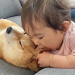 赤ちゃんに顔を食べられてしまった犬→怒るかと思ったら…思わず頬が緩む『まさかの神対応』が48万再生「幸せのかたまり」「愛おしい空間」(ブログ)
