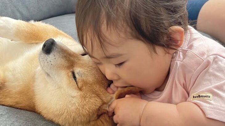 赤ちゃんに顔を食べられてしまった犬→怒るかと思ったら…思わず頬が緩む『まさかの神対応』が48万再生「幸せのかたまり」「愛おしい空間」(ブログ)