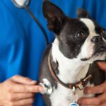 犬の致死率が高い『危険な病気』4選　早期発見するための方法や注意すべき症状まで(ブログ)