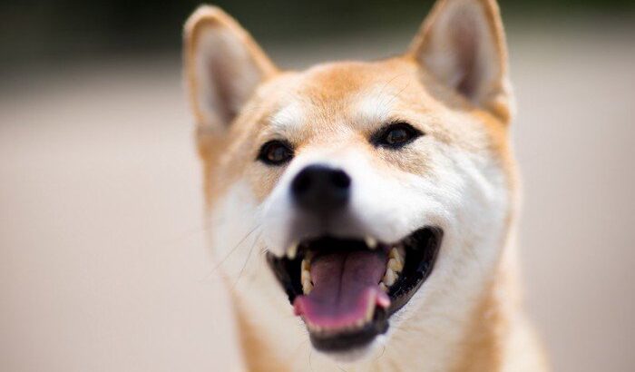 柴犬の外飼いは可能？メリット・デメリットと知っておきたい注意点(ブログ)