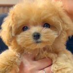 実家にやってきた赤ちゃん犬→先輩犬と初対面した結果…あまりにも尊い『姉妹ような光景』が28万再生「ぬいぐるみが走ってる」と悶絶の声も(ブログ)