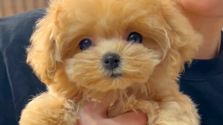 実家にやってきた赤ちゃん犬→先輩犬と初対面した結果…あまりにも尊い『姉妹ような光景』が28万再生「ぬいぐるみが走ってる」と悶絶の声も(ブログ)