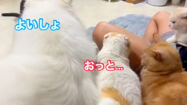 大型犬が猫の隣に座ったら、もう１匹の猫にぶつかってしまい…想定外のハプニングと『まさかの結末』が259万再生「とばっちりで草」と爆笑(ブログ)