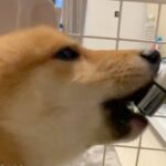 水を飲みすぎている犬→心配で病院に連れて行ったら…予想もつかなかった『診断結果』が137万再生「治療法は撫でまくる」「健気でかわいすぎ」(ブログ)