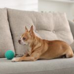 犬を守るために欠かせない『生活環境』とは？健康への悪影響やトラブルを防ぐポイントを解説(ブログ)