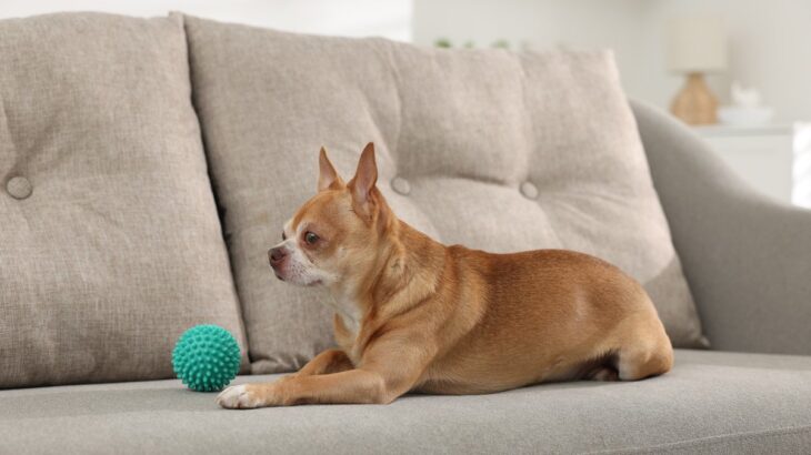 犬を守るために欠かせない『生活環境』とは？健康への悪影響やトラブルを防ぐポイントを解説(ブログ)