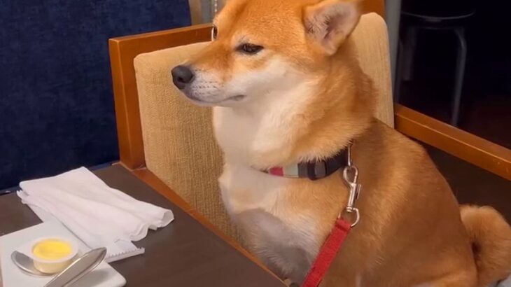 外食中におとなしく座っている犬→どうしてもママの隣に行きたくて…とんでもなく可愛い『要求の仕方』が92万再生「我慢してて偉い」の声(ブログ)