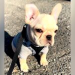 初めてのお散歩に出かけた赤ちゃん犬→破壊力が高すぎる『よちよち歩き』をする光景が33万再生「ぬいぐるみ…？」「めちゃ可愛い」と悶絶の声(ブログ)