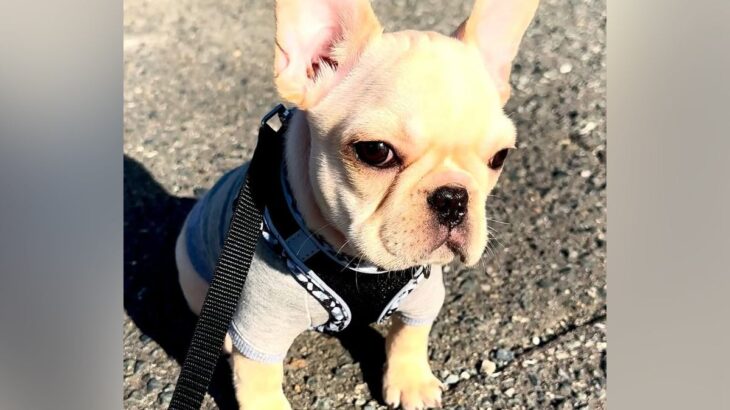初めてのお散歩に出かけた赤ちゃん犬→破壊力が高すぎる『よちよち歩き』をする光景が33万再生「ぬいぐるみ…？」「めちゃ可愛い」と悶絶の声(ブログ)