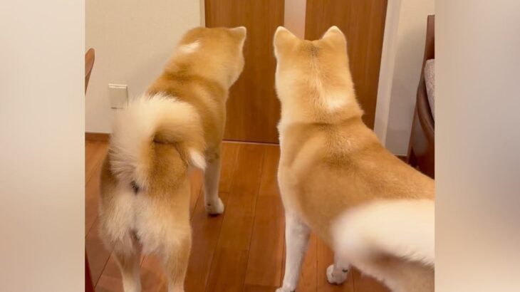 『５ヶ月ぶりの再会』お父さんのお出迎えをした２頭の秋田犬が…想像以上に『もふもふな熱烈歓迎』に「わちゃわちゃ」「羨ましい」と絶賛の声(ブログ)