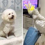 AIで『犬とオウムを擬人化』してみたら…衝撃的な『まさかの出力結果』に34万表示の反響「増えてて草」「おっさんｗ」と爆笑(ブログ)