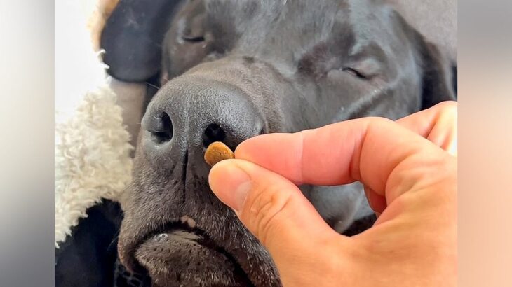 爆睡中の大型犬に『おやつの匂い』を嗅がせてみた→次の瞬間…『衝撃の反応』と結末が660万再生「死ぬほど笑ったｗ」「不細工すぎて草」と爆笑(ブログ)