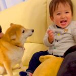孫と息子が家に遊びにやってきたら、2匹の犬が…想定以上の『熱烈すぎる歓迎』が6万再生「しっぽヘリコプターみたいｗ」「激しめで草」(ブログ)