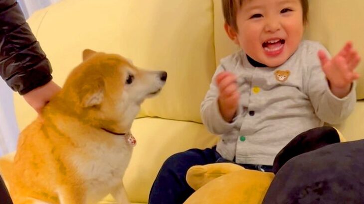 孫と息子が家に遊びにやってきたら、2匹の犬が…想定以上の『熱烈すぎる歓迎』が6万再生「しっぽヘリコプターみたいｗ」「激しめで草」(ブログ)