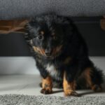 『ストレスを受けやすい犬』の特徴5選　愛犬が普段から無理をしている可能性も…(ブログ)