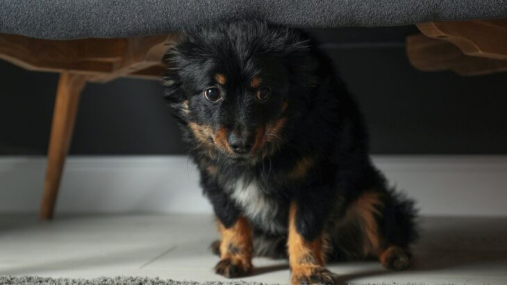 『ストレスを受けやすい犬』の特徴5選　愛犬が普段から無理をしている可能性も…(ブログ)