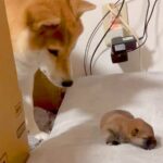 赤ちゃん犬が脱走→母犬が必死に連れ戻そうと…愛を感じる『素敵すぎる光景』が123万再生「母は偉大なり」「そっと触るの可愛い」と感動(ブログ)