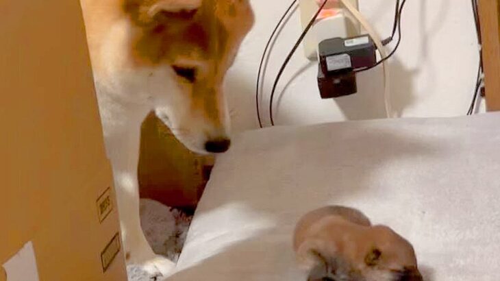 赤ちゃん犬が脱走→母犬が必死に連れ戻そうと…愛を感じる『素敵すぎる光景』が123万再生「母は偉大なり」「そっと触るの可愛い」と感動(ブログ)