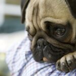 犬が『悲しげな表情』をしている時の心理5選　落ち込んだ顔をする原因や理由とは？(ブログ)