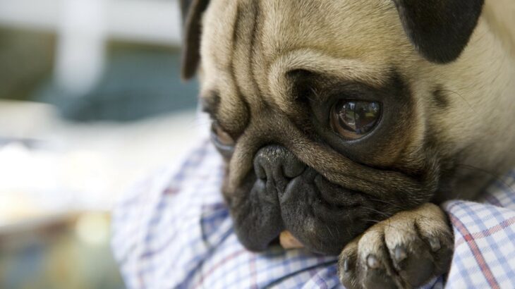犬が『悲しげな表情』をしている時の心理5選　落ち込んだ顔をする原因や理由とは？(ブログ)