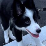 散歩デビューをした子犬→数日後に…想定よりも早い『まさかの成長』を見せる光景が130万表示「まだ2周いける面構えｗ」「さすが賢い」と絶賛(ブログ)