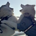 行きの船で『大喧嘩』をしていたハスキー犬の兄弟が…帰り道で見せた『まさかの光景』に4万いいね「喧嘩するほど仲が良い」「スヤァ…可愛すぎ」(ブログ)