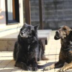 成犬に育ってから『しつけ直す』ことはできる？飼い主が心得ておきたいことからトレーニングのコツまで(ブログ)