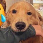 お母さんが大型犬とツーショットを撮影→なぜか口の中に…小さなころから変わらない光景が150万表示「腕がｗ」「銀魂かな？」と爆笑の声(ブログ)