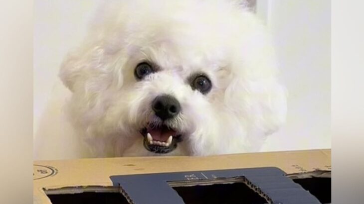 せっかく手作りしたゲームに興味がない犬…一部を『靴下』に変えてみたら→可愛すぎる検証結果が15万再生「同じゲームとは思えないｗ」と称賛(ブログ)