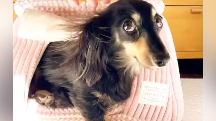 お散歩が大嫌いな小型犬→外に連れて行こうとしたら…『絶対に負けられない攻防戦』が22万再生「短い脚で必死の抵抗ｗ」「拒否あるあるｗ」(ブログ)